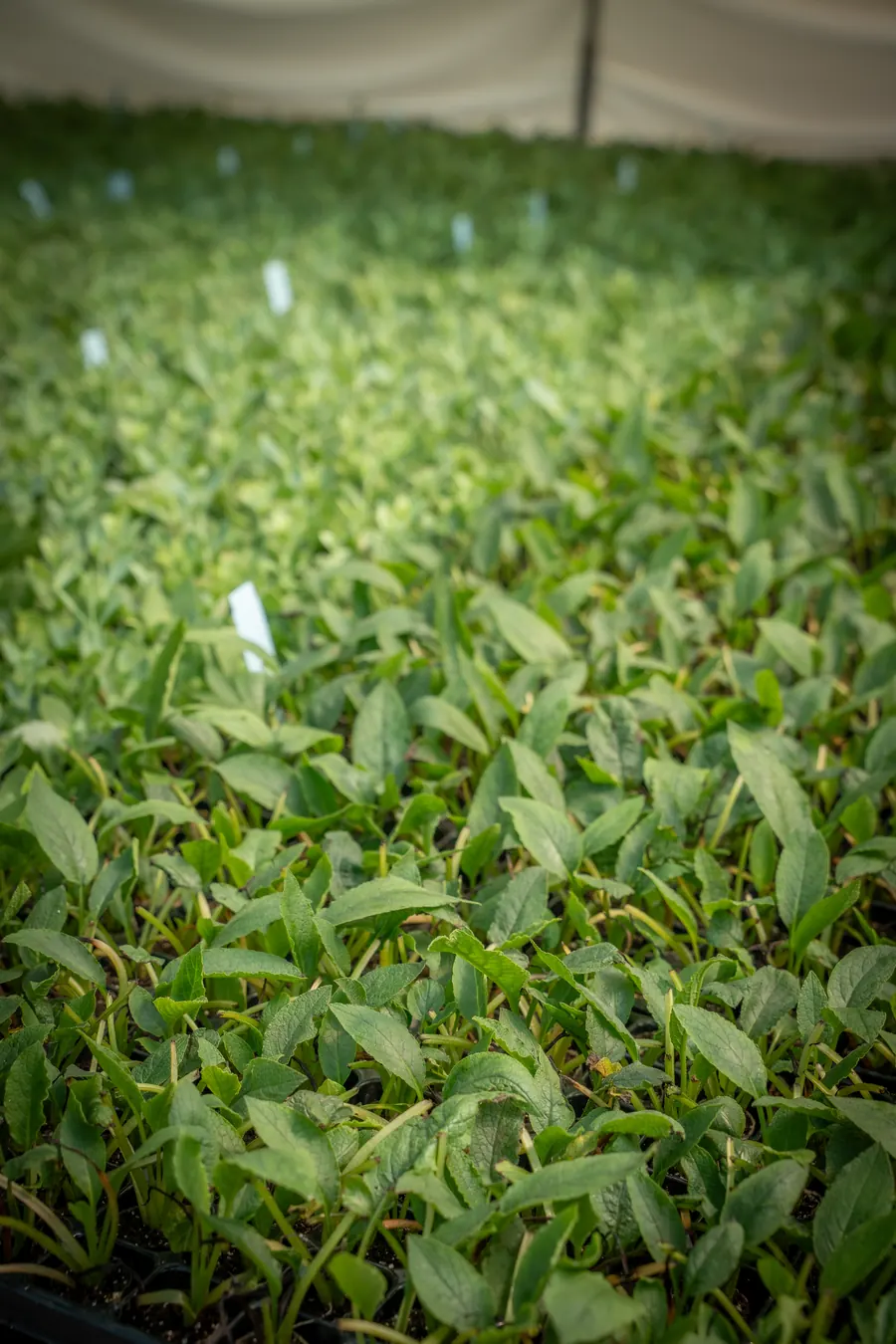 Jonge partijen vaste planten in de bedekte teelt