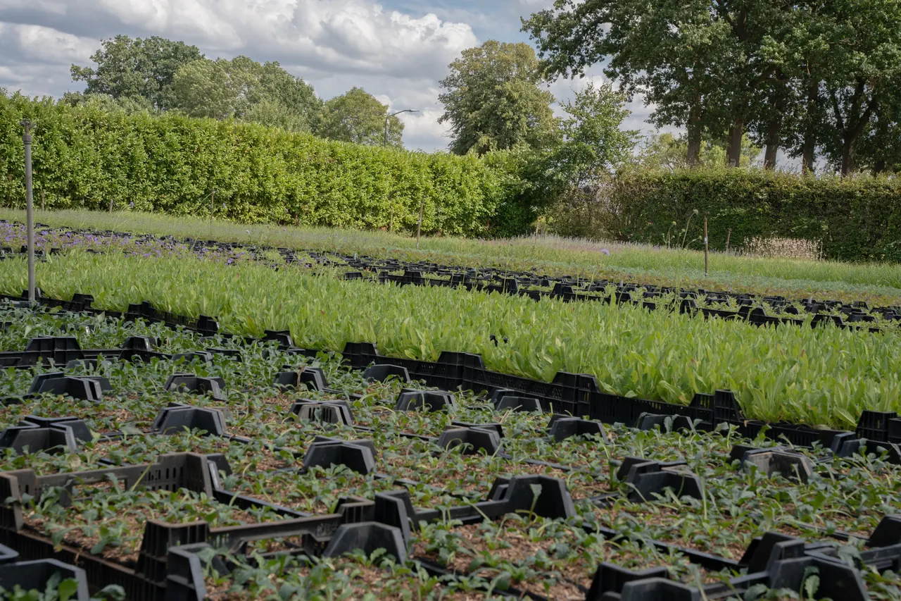 Lange rijen vaste planten in P9 in Veenman-kisten op de kwekerij