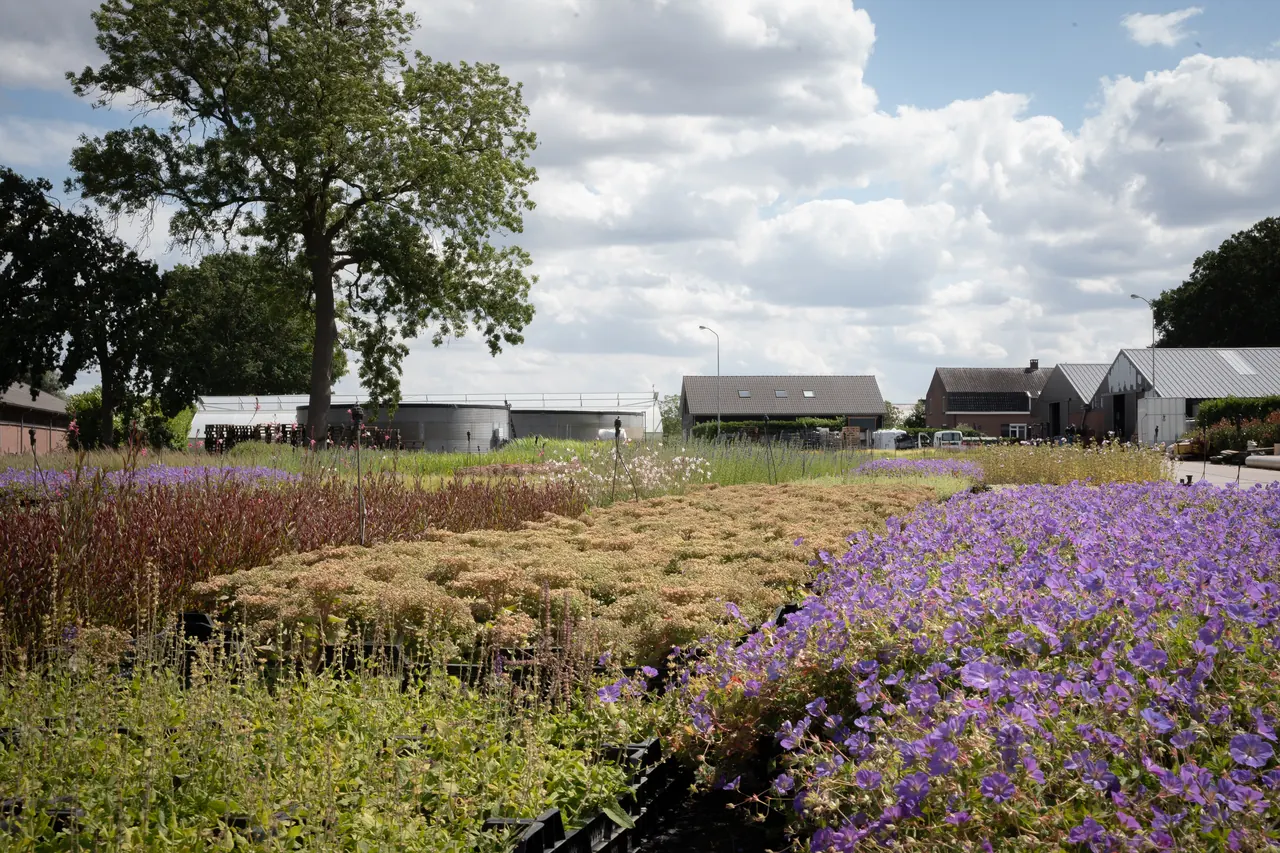 Partijen bloeiende vaste planten op de buitenteelt van De Gijzel Vaste Planten in Helvoirt