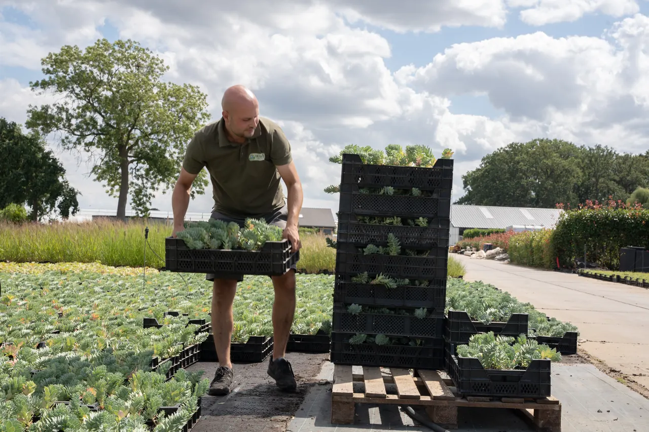 Medewerker zet Veenman-kisten met vaste planten klaar op een pallet